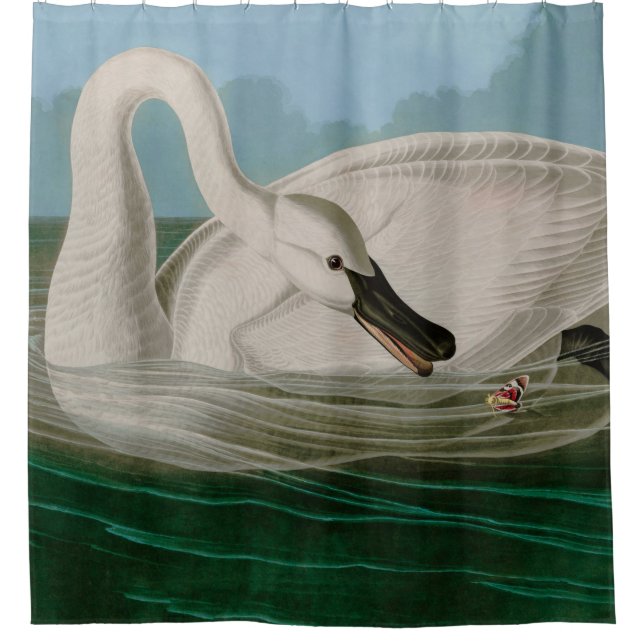 Trumpeter Swan Birds of America Audubon Print Duschvorhang (Vorderseite)
