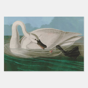 Trumpeter Swan Birds of America Audubon Print Geschenkpapier Set
