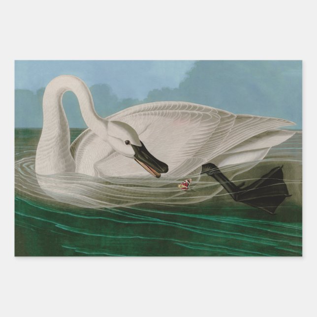 Trumpeter Swan Birds of America Audubon Print Geschenkpapier Set (Vorderseite)