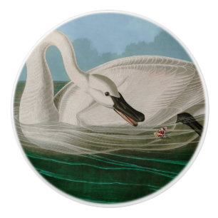 Trumpeter Swan Birds of America Audubon Print Keramikknauf
