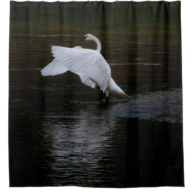 Trumpeter Swan Duschvorhang (Vorderseite)