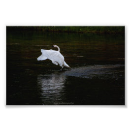 Trumpeter Swan Fotodruck