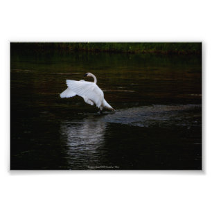 Trumpeter Swan Fotodruck