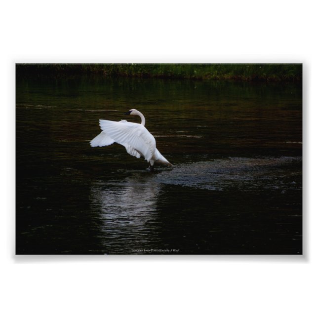 Trumpeter Swan Fotodruck (Vorne)