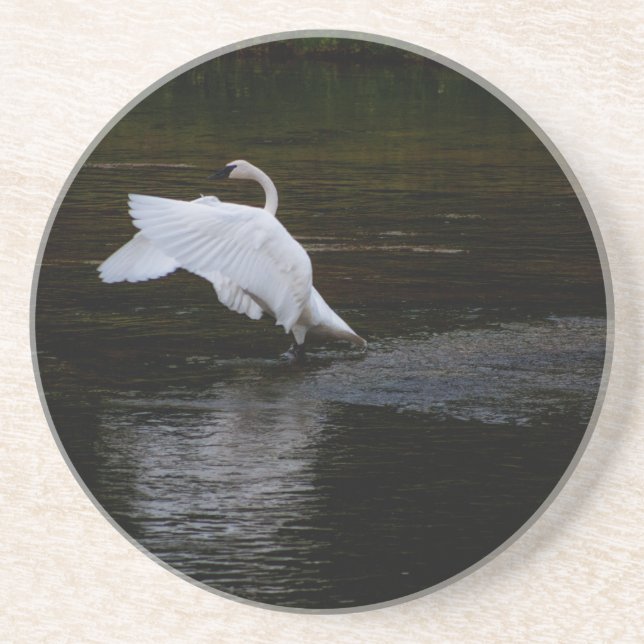 Trumpeter Swan Getränkeuntersetzer (Vorne)