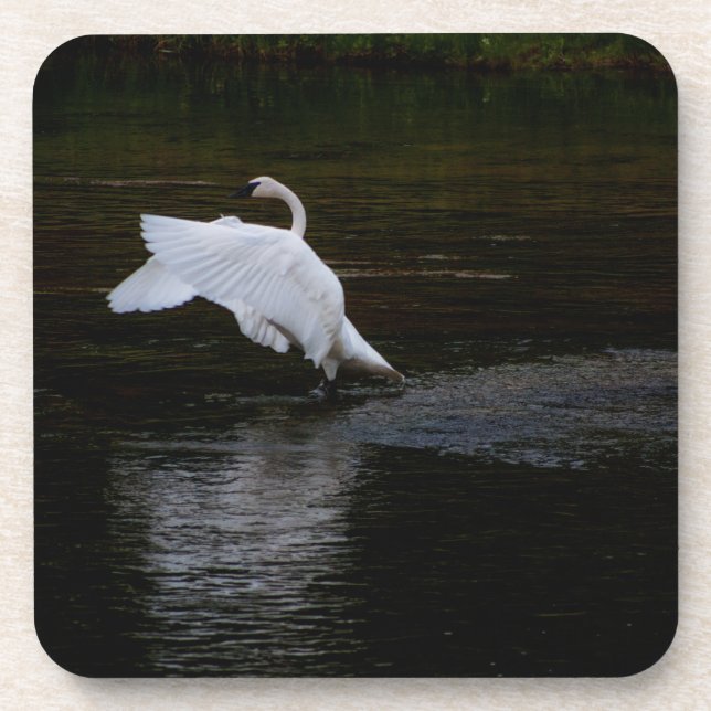 Trumpeter Swan Getränkeuntersetzer (Vorderseite)