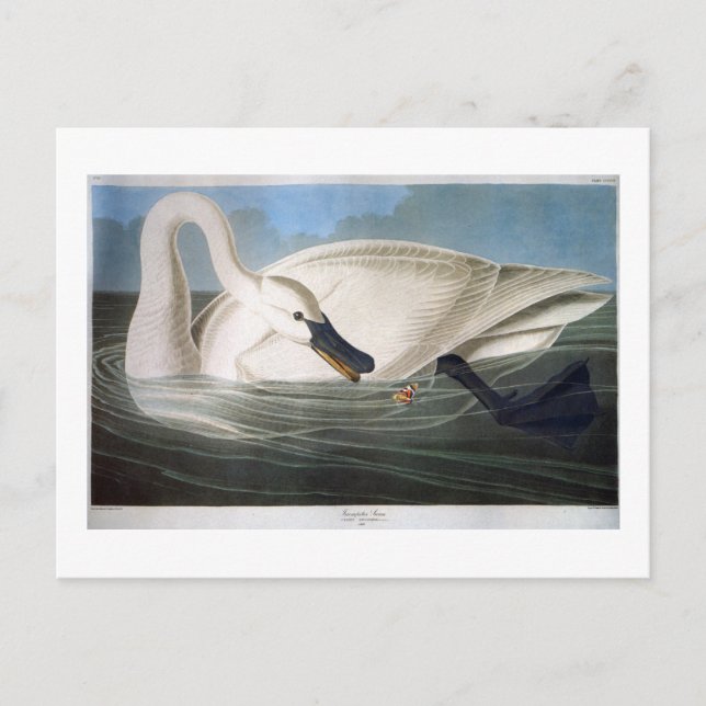 Trumpeter Swan, John James Audubon Fine Art Postkarte (Vorderseite)