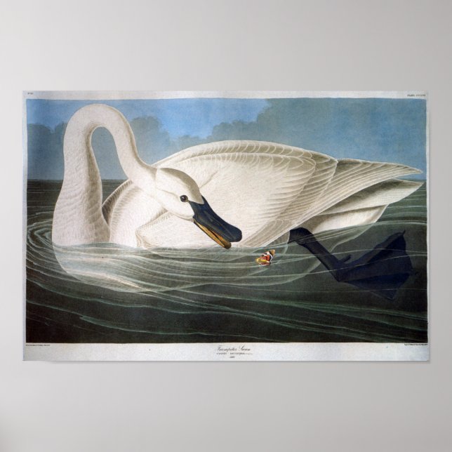 Trumpeter Swan, John James Audubon Poster (Vorne)