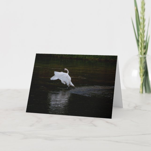 Trumpeter Swan Karte (Vorderseite)