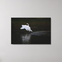 Trumpeter Swan