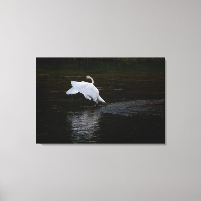 Trumpeter Swan Leinwanddruck (Vorderseite)