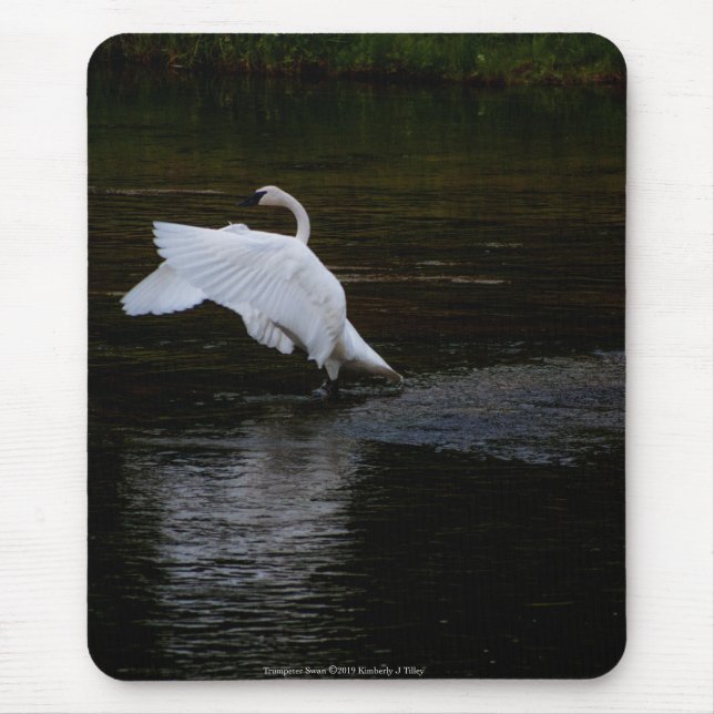 Trumpeter Swan Mousepad (Vorne)