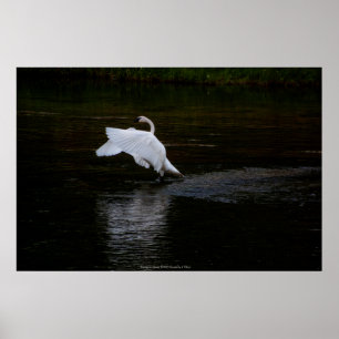 Trumpeter Swan Poster