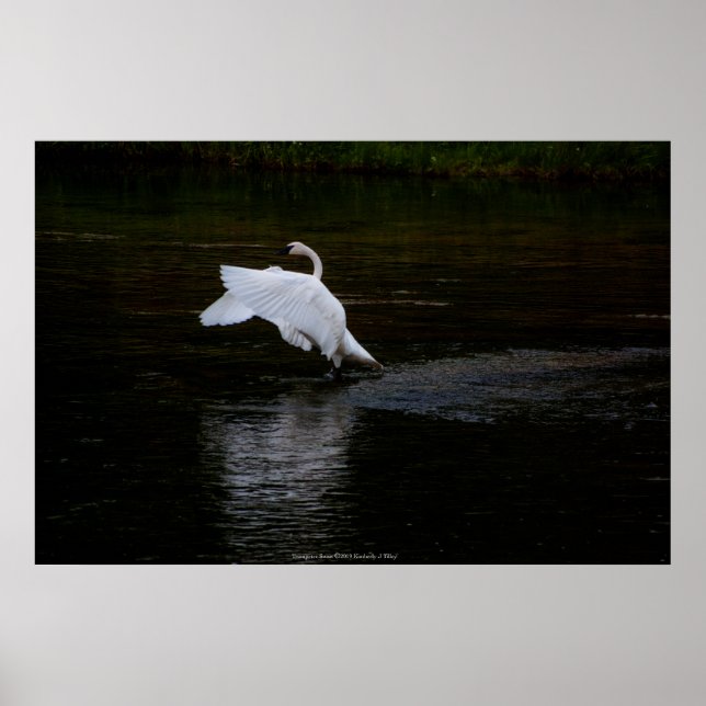 Trumpeter Swan Poster (Vorne)