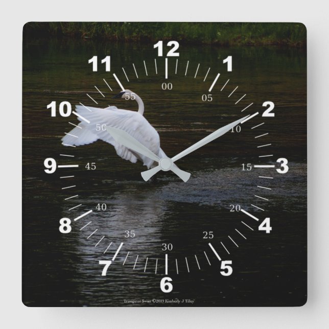 Trumpeter Swan Quadratische Wanduhr (Vorderseite)