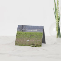Trumpeter Swan San Juan Island Birthday|Beileid