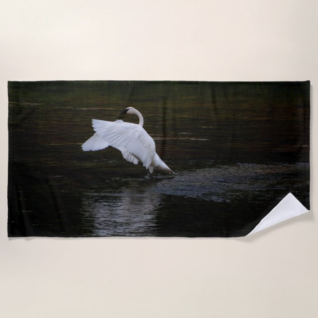 Trumpeter Swan Strandtuch (Vorderseite)