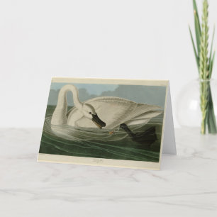 Trumpeter Swan - von Audubons Vögeln Amerikas Karte