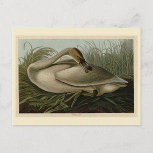Trumpeter Swan - von Audubons Vögeln Amerikas Postkarte