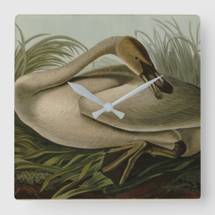 Trumpeter Swan - von Audubons Vögeln Amerikas Quadratische Wanduhr