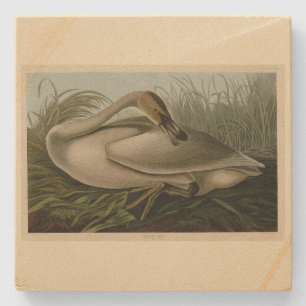 Trumpeter Swan - von Audubons Vögeln Amerikas Steinuntersetzer