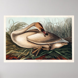 Trumpeter Swan von John James Audubon Poster