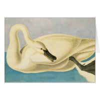 Trumpeter Swan von John James Audubon, Vintager Bi