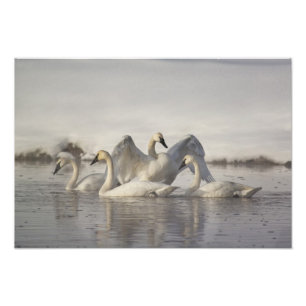 Trumpeter Swans im Madison River im Winter Fotodruck