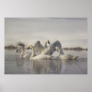 Trumpeter Swans im Madison River im Winter Poster