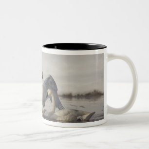 Trumpeter Swans im Madison River im Winter Zweifarbige Tasse