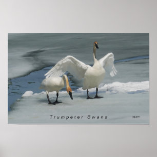 Trumpeter Swans im Norden Michigans Poster