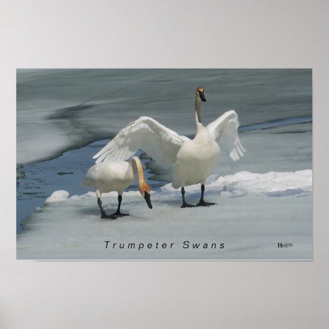 Trumpeter Swans im Norden Michigans Poster (Vorne)