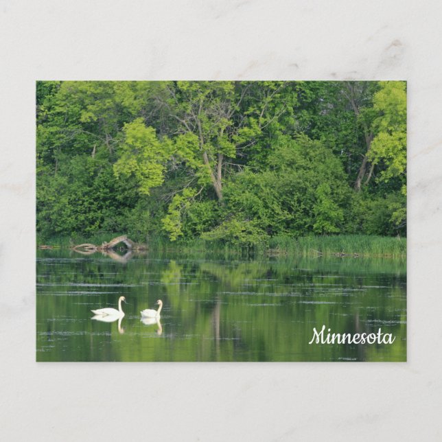 Trumpeter Swans Postcard Postkarte (Vorderseite)