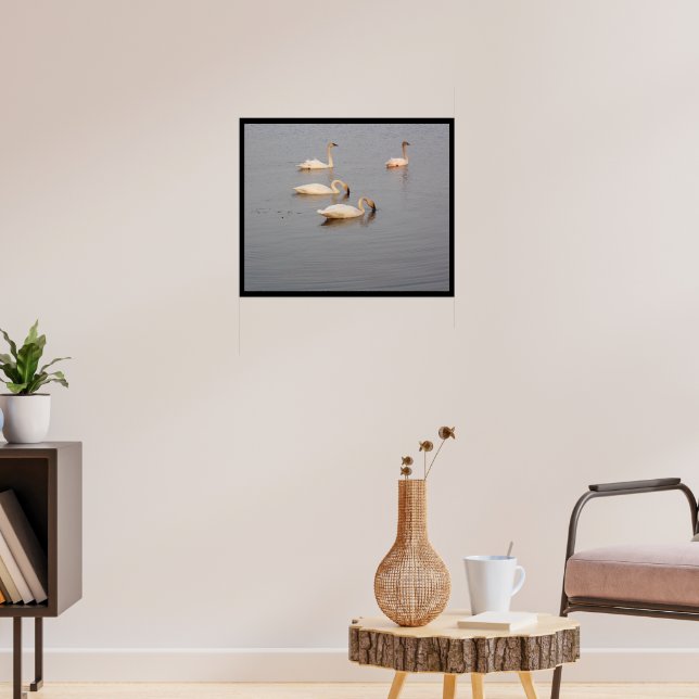 Trumpeter Swans Poster (Wohnzimmer 3)