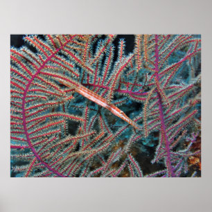 Trumpetfish im Koral Poster