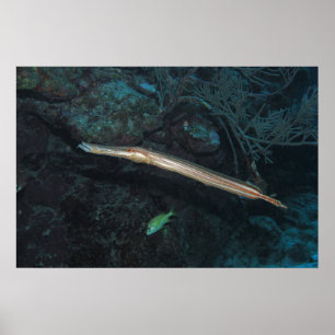 Trumpetfish Poster