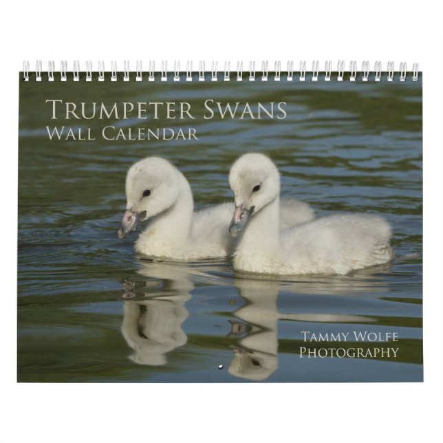 Trumpter Swan Wall Calendar Kalender (Titelbild)