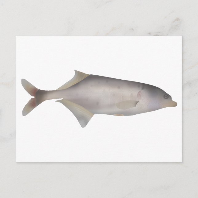 Trunkfisch Postkarte (Vorderseite)