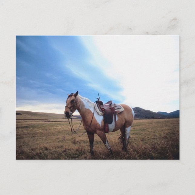 Trusted Steed Postkarte (Vorderseite)