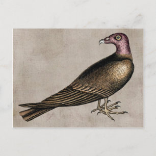 Truthahn-Geier-Postkarte Postkarte