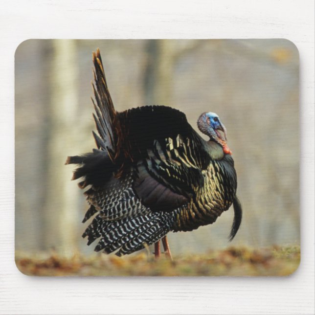 Truthahn stolziert, Illinois Mousepad (Vorne)