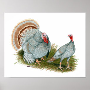 Truthähne:  Flieder Poster