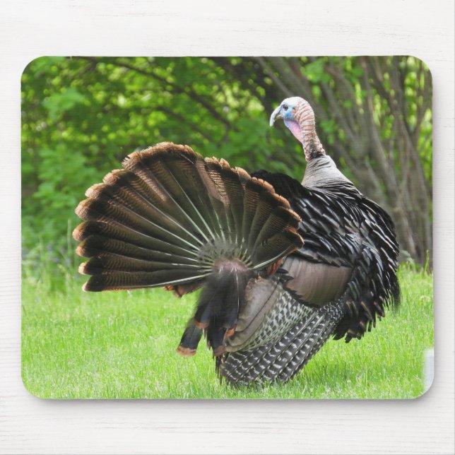 Truthahnfedern Display  Mousepad (Vorne)