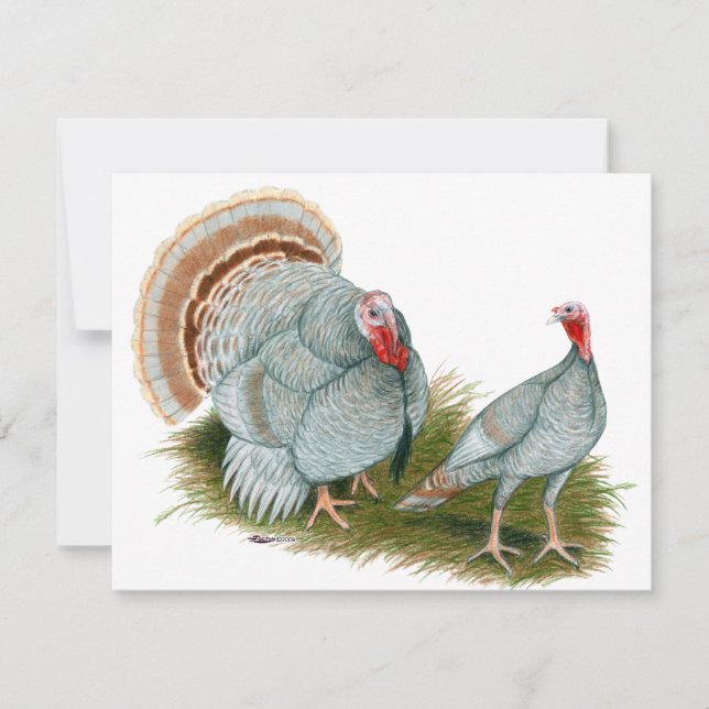 Truthühner: Lilac (Vorderseite)