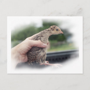 Truthühnerküken, von der Hand gehalten Postkarte