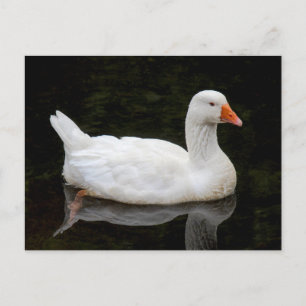 Tschechische Gans. Roath Park Lake, Cardiff, Wales Postkarte