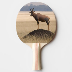 Tsessebe Antilope auf Ausblick für Fleischfresser Tischtennis Schläger