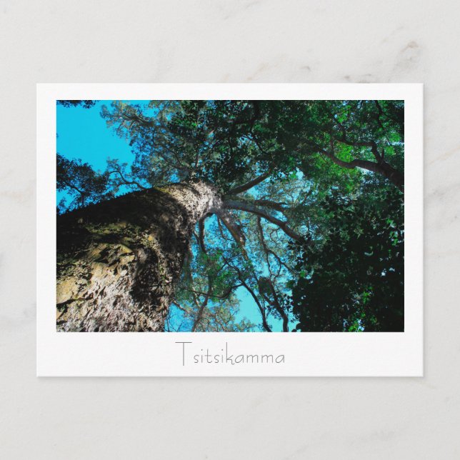 Tsitsikamma Nationalpark Südafrika Postkarte (Vorderseite)