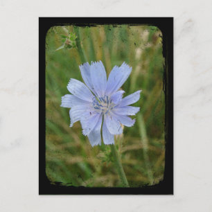 TTV mit lila Chickory Postkarte