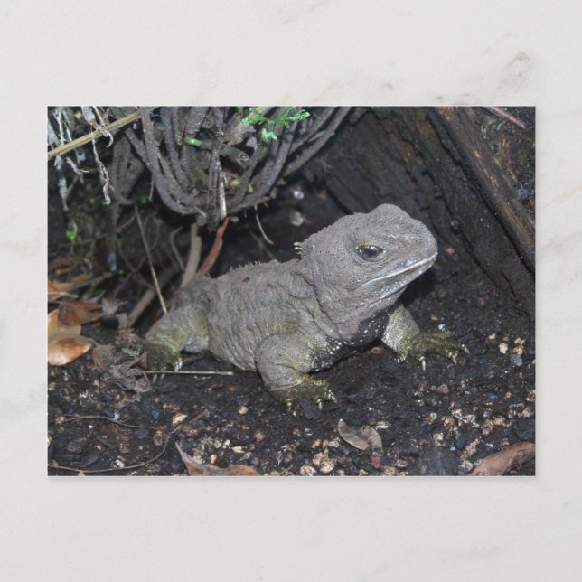 Tuatara Postkarte (Vorderseite)